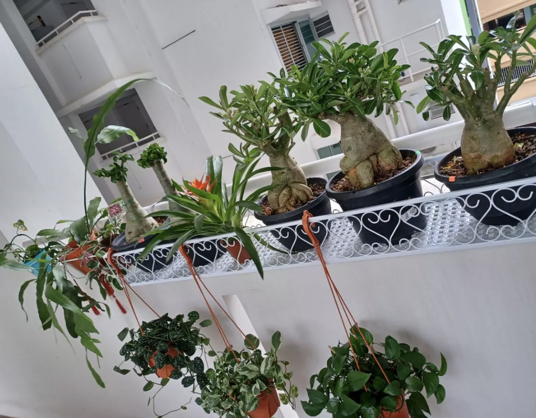 Balcony Plant 60cm Hanging Rack - Corridor Flower Pot White Black